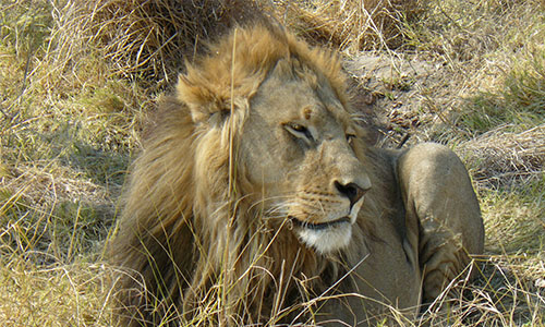 Lion at Moremi game reserve in Botswana