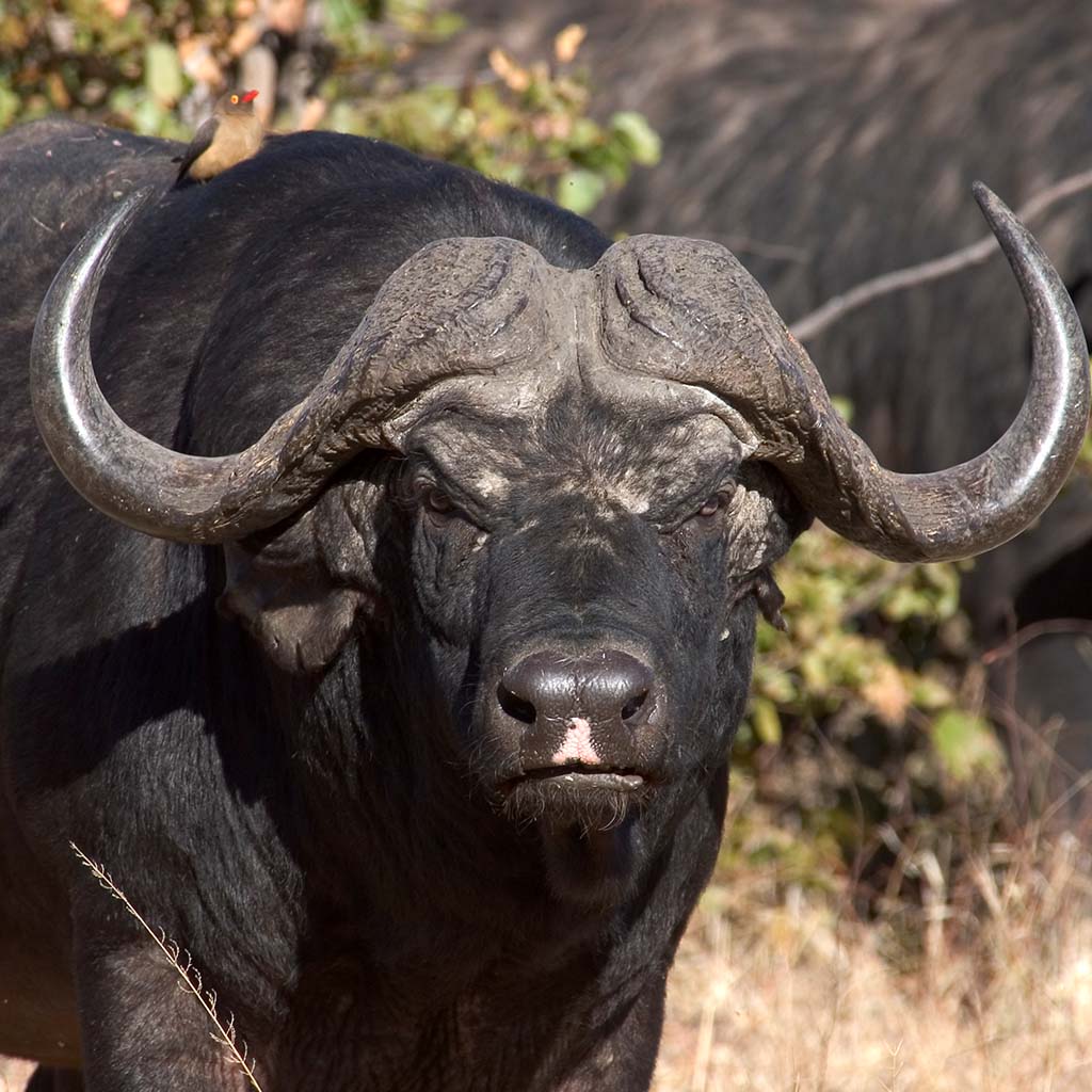 Cape buffalo, huge heards in Chamabondo national park and the Zambezi national park